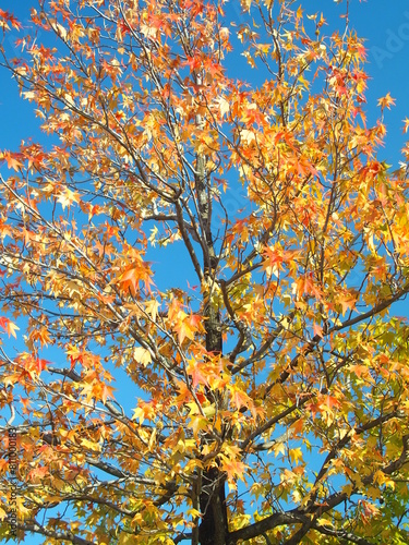 黄葉のモミジバフウと秋の青空