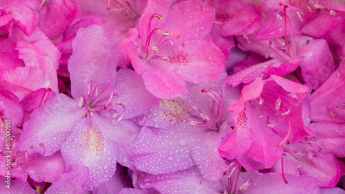 close up of pink rhododendron flowers and petals background photo