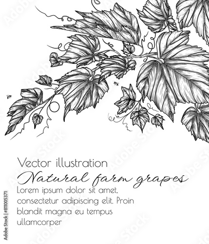 Vector illustration of a branch of grape leaves in engraving style