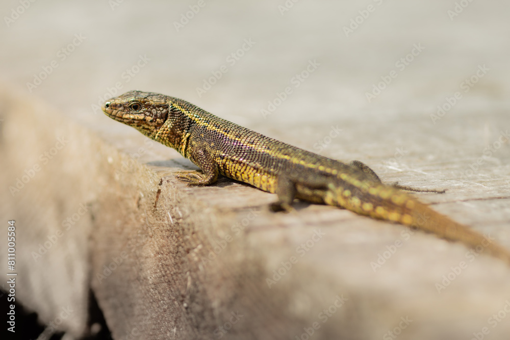 Naklejka premium common lizard, zootoca vivipara, lacerta vivipara