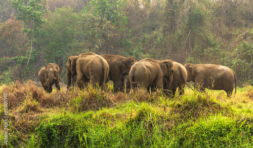 Photography Group of Asian elephants enjoy life in nature