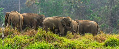 Group of Asian animals enjoy life in jungle