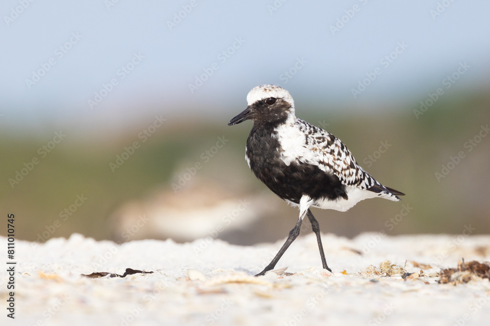 Fototapeta premium Black-bellied plover (Pluvialis squatarola) on Lido Beach, Florida