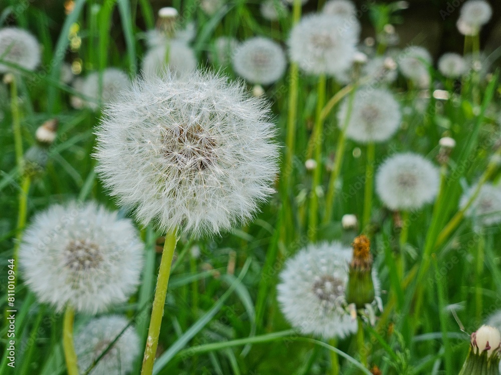 Dandelion flower in the meadow on a background of green grass. Dandelion seed head, close-up. Dandelion flower in the meadow on a background of green grass. Dandelion seed head, close-up.