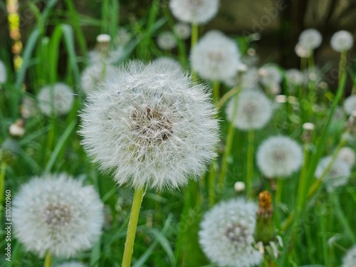 Dandelion flower in the meadow on a background of green grass. Dandelion seed head  close-up.