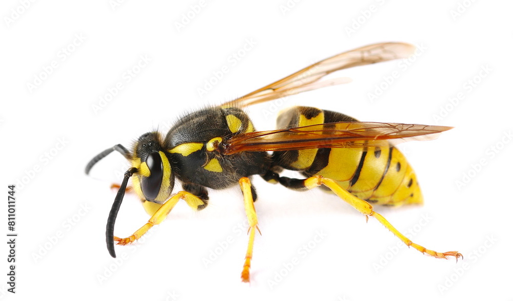 Common wasp, Vespula vulgaris, European wasp isolated on white, side view
Common wasp, Vespula vulgaris, European wasp isolated on white, side view