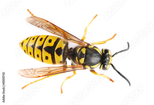 Cuadro en lienzo Common wasp, Vespula vulgaris, European wasp isolated on white, top view