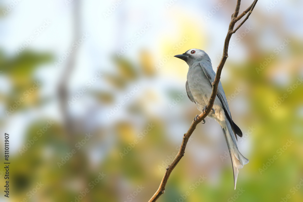 Ashy Drongo bird perched on a branch with beautiful nature background. Ashy Drongo bird perched on a branch with beautiful nature background.