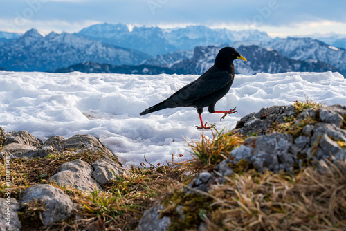Black Bird at snow landscape with mountain chain at the background