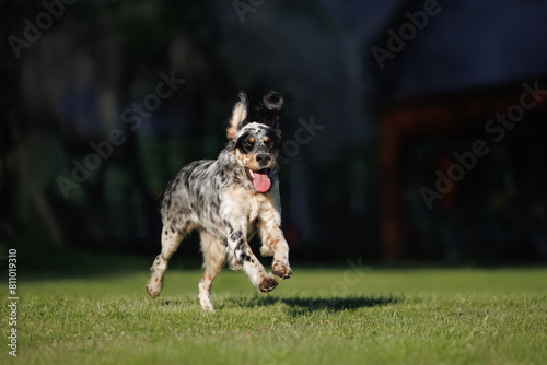 happy young english setter dog running outdoors in summer