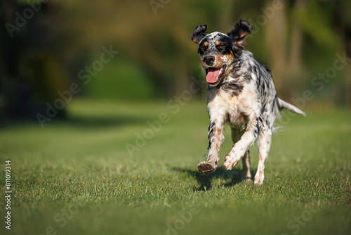 happy english setter dog running on grass in summer