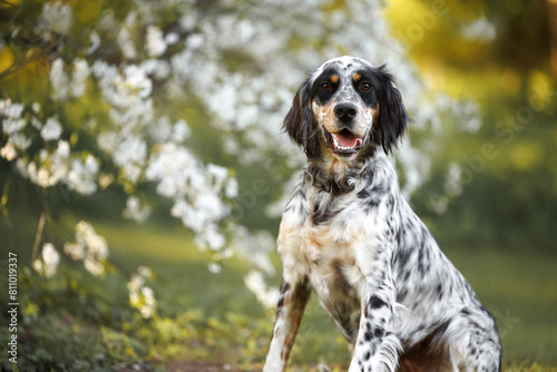 happy young english setter dog portrait outdoors in spring