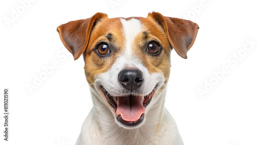 "Cheerful Jack Russell Terrier": A cheerful Jack Russell Terrier captured against a white backdrop, exuding energy and enthusiasm.