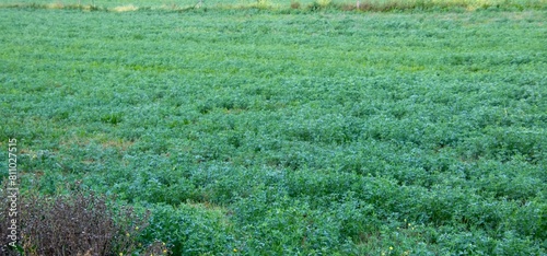 A field on a farm covered with green lucerne grass for cattle feed