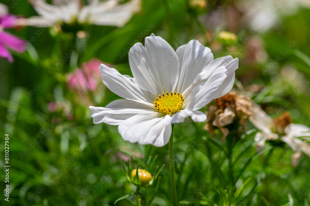 Cosmos bipinnatus flowering white garden mexican aster plants, group of petal flowers in bloom on green shrub Cosmos bipinnatus flowering white garden mexican aster plants, group of petal flowers in bloom on green shrub