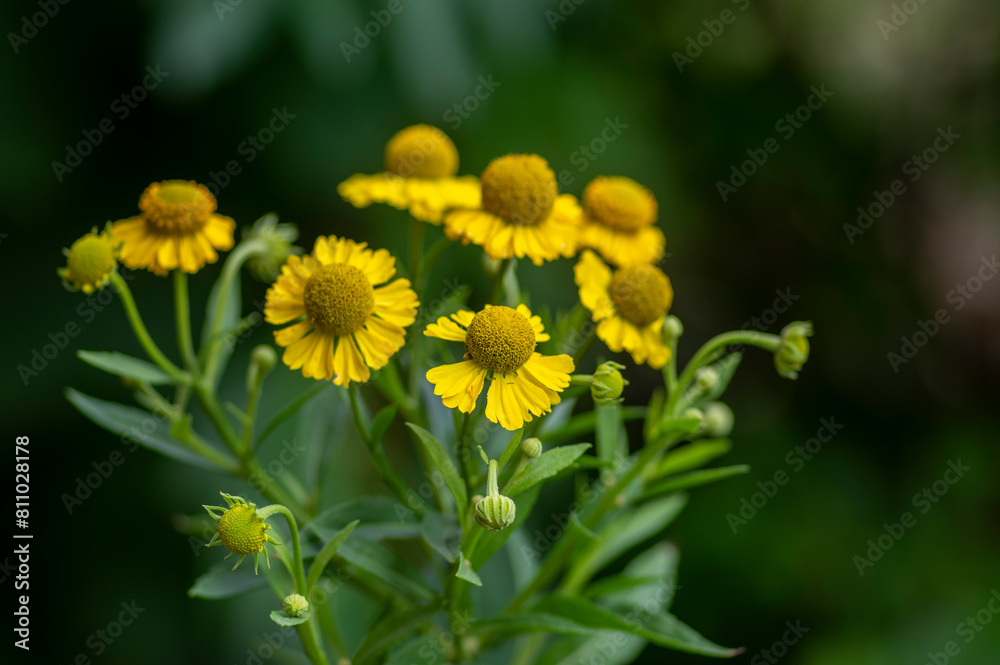 Helenium autumnale common sneezeweed in bloom, bunch of yellow flowering flowers, tall shrub Helenium autumnale common sneezeweed in bloom, bunch of yellow flowering flowers, tall shrub