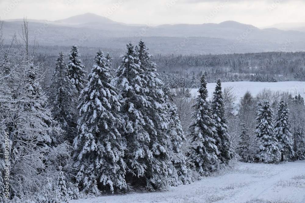 Fototapeta premium The snow-covered forest after the storm, Sainte-Apolline, Québec, Canada