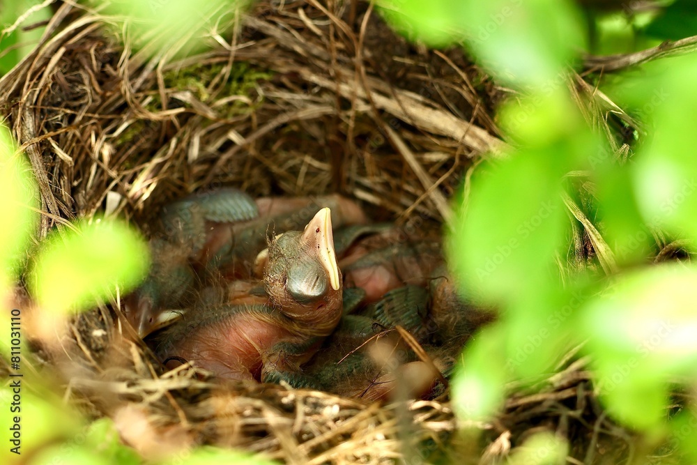 Amselküken (3 Tage alt) am Nest warten auf Futter, das die Amsel Vogelmutter den Küken bringt