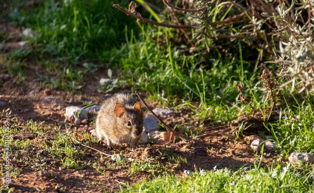 A small mouse warms up in the sun in the Western Cape province of South Africa A small mouse warms up in the sun in the Western Cape province of South Africa