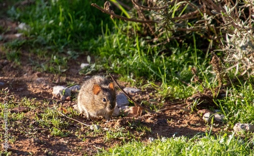 A small mouse warms up in the sun in the Western Cape province of South Africa