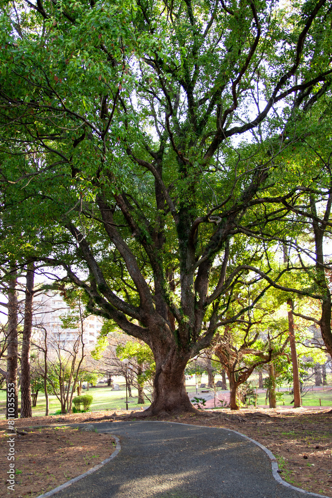 Tree Tree