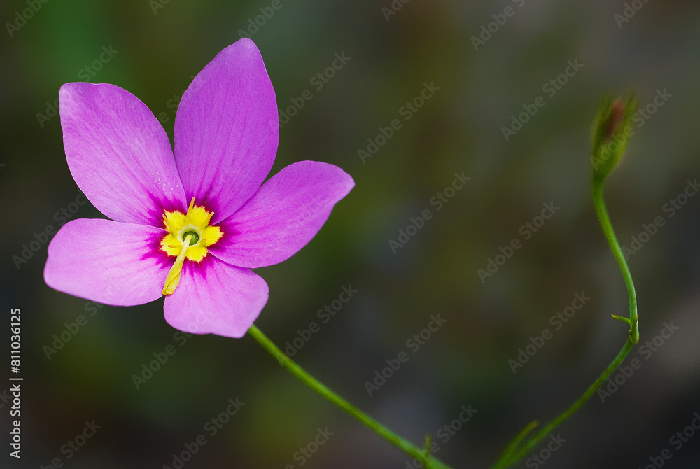 Sabatia grandiflora, Marsh-pink. Front view of the vibrant pink flower showing details of the center stamens and pistons. Blurred background. Native to North America. Sabatia grandiflora, Marsh-pink. Front view of the vibrant pink flower showing details of the center stamens and pistons. Blurred background. Native to North America.