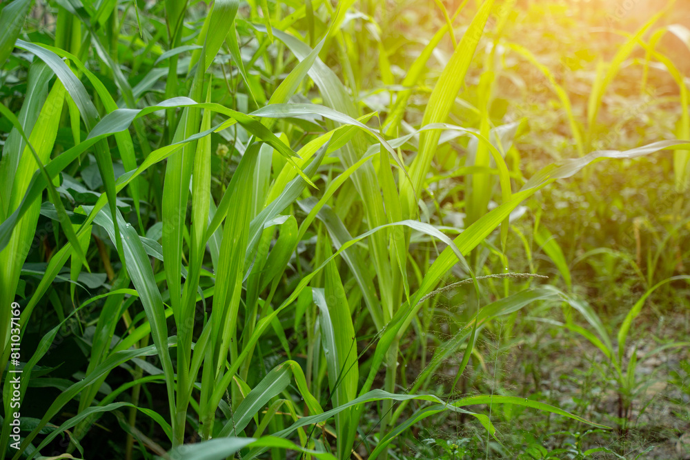 dense wild corn plants in the garden with optical flare dense wild corn plants in the garden with optical flare