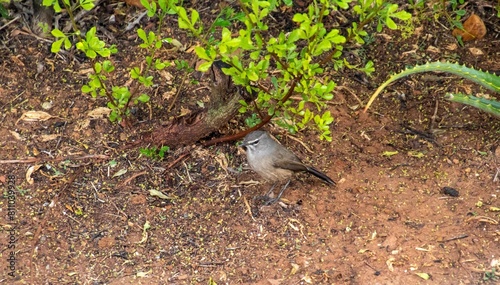 A Karoo scrub robin in its natural habitat foraging for food