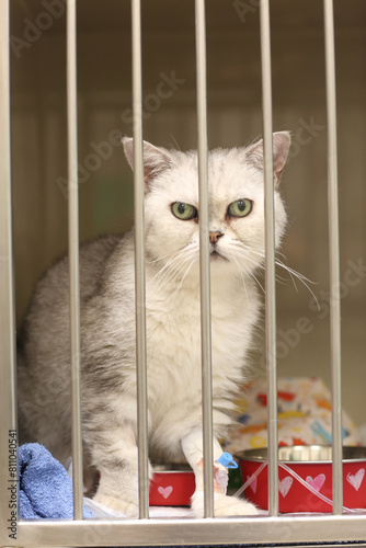 Sick cat in vet hospital close up photo. High quality photo