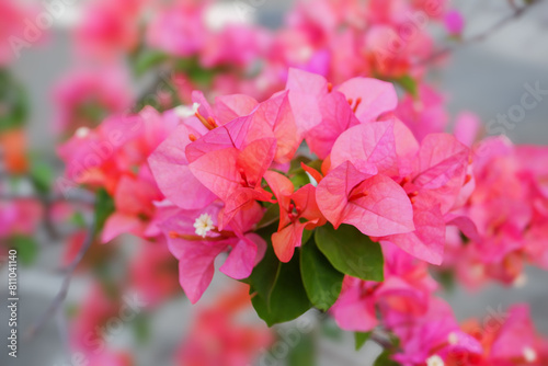 bougainvillea flowers or bunga kertas flowers on a blurry background photo