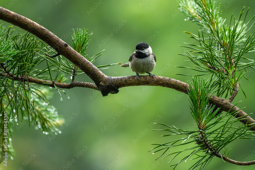 Carolina Chickadee Perched on a tree branch Carolina Chickadee Perched on a tree branch