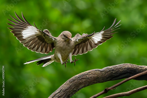 Mockingbird landing on a vine