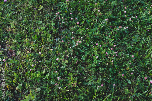 Clover field background, top view. Green meadow for publication, poster, calendar, post, screensaver, wallpaper, postcard, banner, cover, website. High quality photo