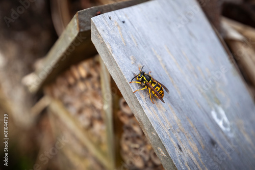 Wespe knabbert Holz für den Bau vom Nest im Frühling photo