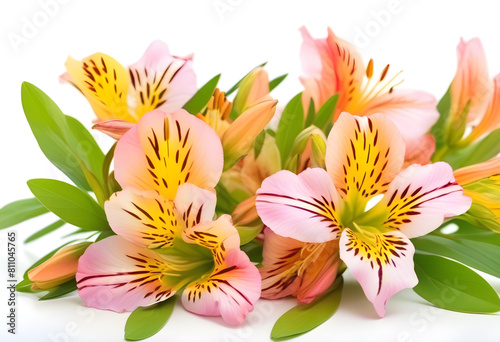 A colorful alstroemeria flowers on a white background