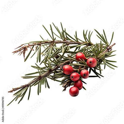 a Yew needles arils berry-like structures, Isolated on transparent PNG background, Generative ai