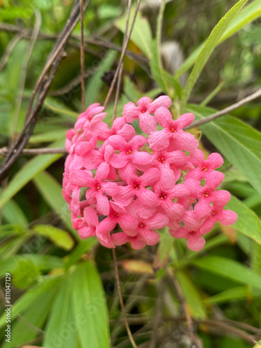 beautiful pink panama rose flowers in the garden photo