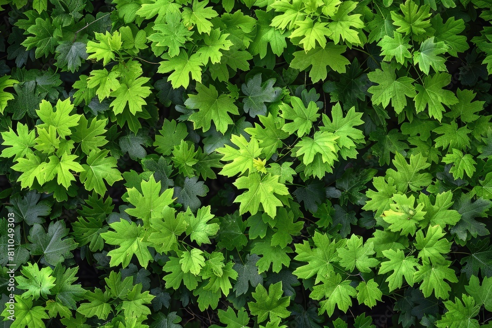 beautiful green forest on a sunny day professional photography beautiful green forest on a sunny day professional photography