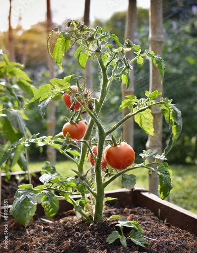 plant de tomate dans un jardin, dans un carré de bois en ia