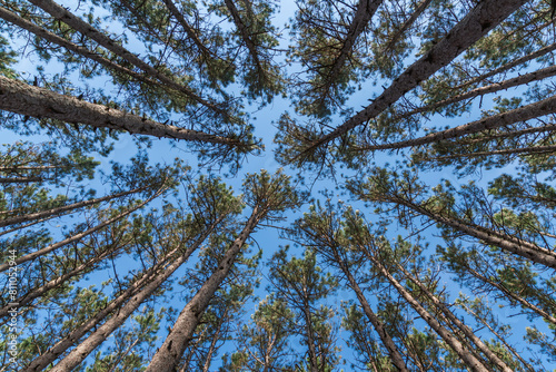 Pine trees and branches against sky