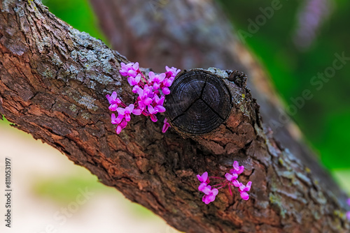 Flowering tree