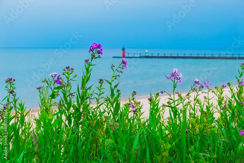 Purple flowers on the shore, with a distant lighthouse 