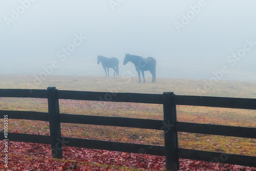 Two Horses standing in a Foggy Field