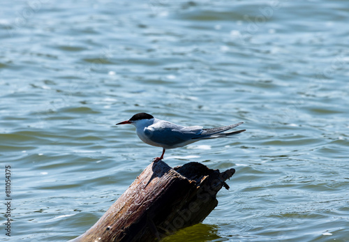 A common tern is perched on a log. The common tern is an elegant, agile seabird with a distinctive appearance. It has a slender body with a long, pointed tail that often appears forked in flight. photo