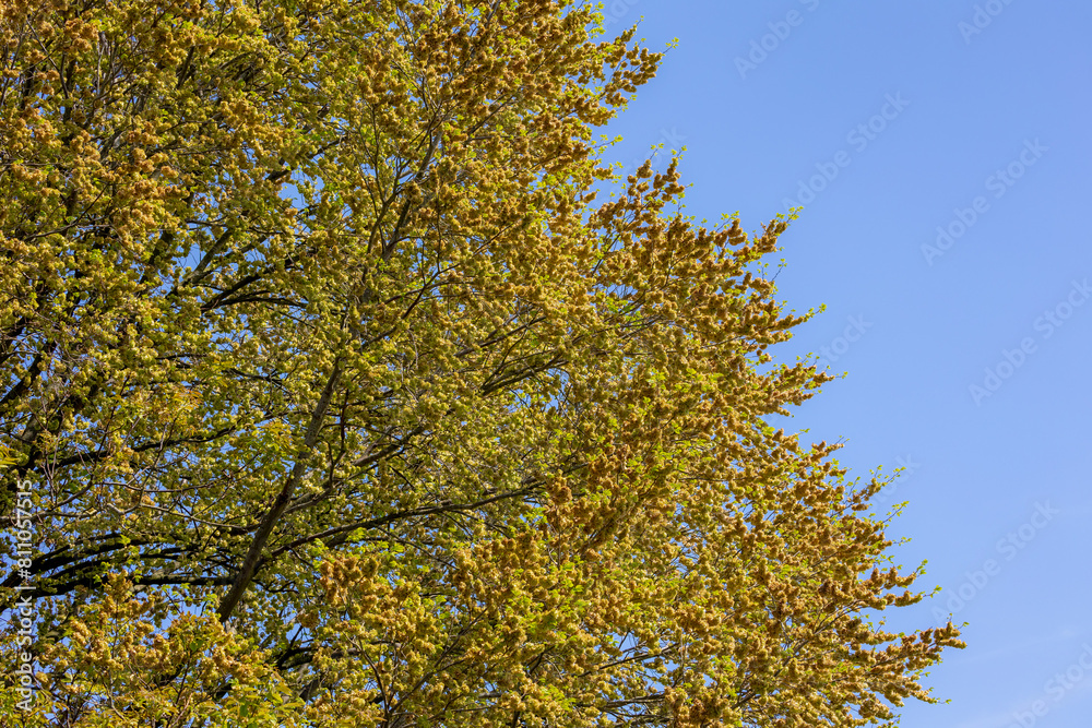 Fototapeta premium Ulmus minor samarae tree, Brown flowers on twig in late spring with green leaves, Elms are deciduous and semi-deciduous trees comprising the flowering plant genus Ulmus in the plant family Ulmaceae.
