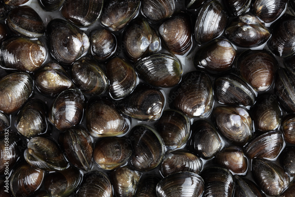 Shijimi shell fish (Corbicula japonica), a saltwater clam commonly used ...