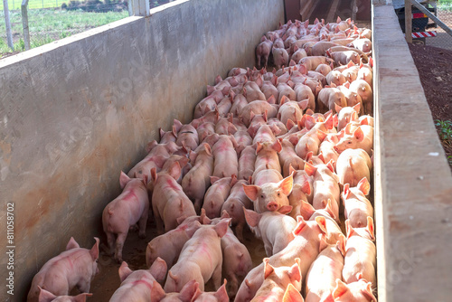 Granja de Suínos criação de leitão Agronegócio de Porco photo