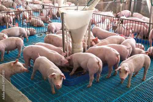 Granja de Suínos criação de leitão Agronegócio de Porco