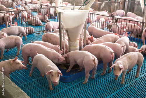 Granja de Suínos criação de leitão Agronegócio de Porco photo