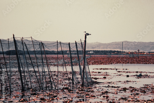 2013-08-22: view of the Lotus Lake  in the Xinjiang Ku'erle Lotus Lake Tourist Area in Xinjiang, China